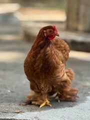 free range chicken