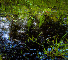 a wetland environment. likely a shallow pond or marsh, with a dark, reflective water surface. environment nature landscape background