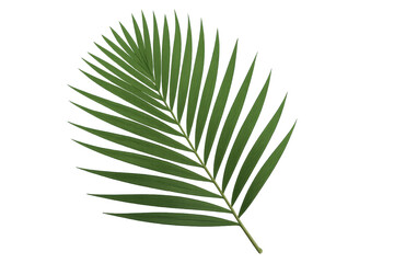 Fototapeta premium Vibrant green tropical palm leaf isolated on a transparent background, perfect for adding a touch of nature to any design