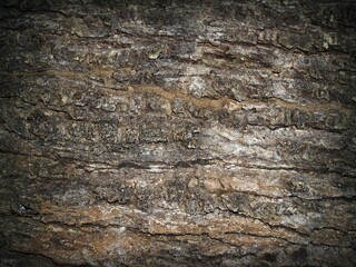 Natural Tree Bark Texture Background with Rough Weathered Wood Surface