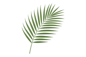 Fototapeta premium Realistic illustration of tropical palm leaf isolated on transparent background, creating a natural and vibrant botanical element