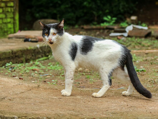 A curious black and white cat stands alert on a dirt path, glancing sideways in an outdoor setting with scattered vegetation and rustic elements.