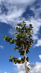 A tall tree with lush green leaves stands under a bright blue sky with scattered white clouds. The scene is vibrant, serene, and showcases the beauty of nature in its full glory