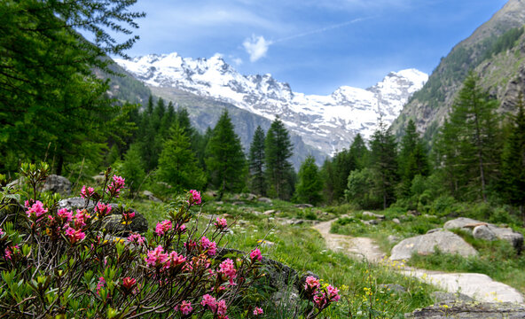 View of a mountain landscape with flowering rhododendron bush in the foreground, rocks, path and coniferous forest in the background, snow-capped mountain and blue sky and light clouds in the back
