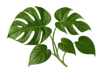 Obraz premium Vibrant green monstera deliciosa leaves thriving on a stem, isolated on a transparent background, ready for creative projects