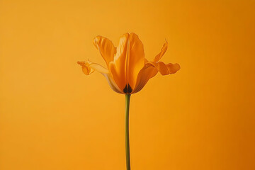 Obraz premium Single orange tulip against a vibrant orange background.