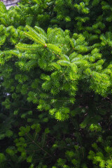 This is a close-up of a fir tree.