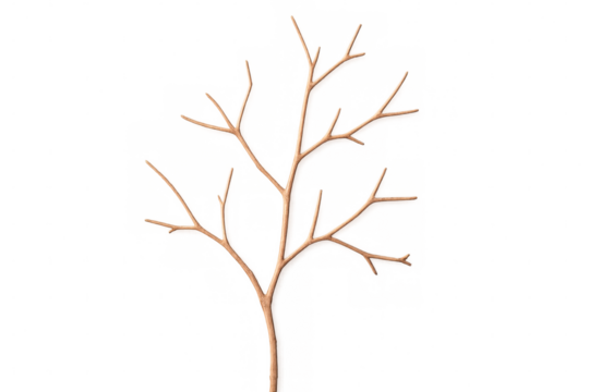 Dry branch silhouetting transparent backdrop, serving graphic design needs with minimalist botanical composition