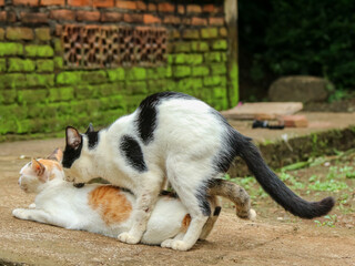 Two cats mating on a concrete surface near a mossy wall, in an outdoor rural setting.