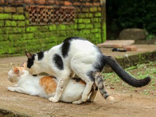 Two cats mating on a concrete surface near a mossy wall, in an outdoor rural setting.