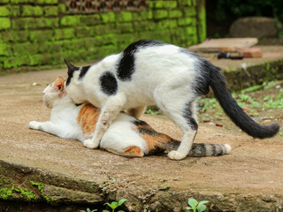Two cats mating on a concrete surface near a mossy wall, in an outdoor rural setting.