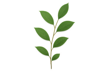 Fototapeta premium Studio shot of a branch with green leaves, isolated on transparent background, ideal for graphic design projects