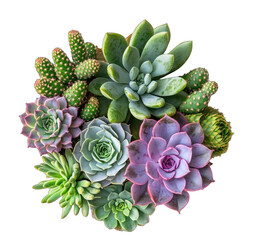 Succulent bouquet, various textures and colors