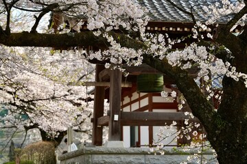 Cherry blossom branches in full bloom in front tradition old  roof in Japanese style palace with pavillion  bell. The soft pink petals and branches represent design concept of spring season in Japan. 