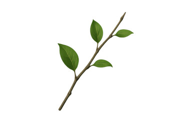 Obraz premium Green leafy branch sprouting against transparent backdrop, ideal for design graphic layouts