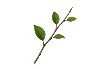 Green leafy branch sprouting against transparent backdrop, ideal for design graphic layouts