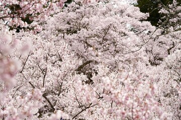 Cherry blossom branches in full bloom against isolated white background. The soft pink petals and branches represent hanami season ,beauty of spring in Japan. Perfect for sakura concept design.