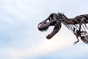 T-rex fossil. Magnificent Tyrannosaurus Rex dinosaur skeleton stands tall with the background of sunlight and sky and copy space.