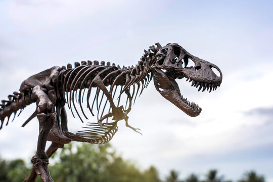 T-rex fossil. Magnificent Tyrannosaurus Rex dinosaur skeleton stands tall with sunlight there is a line of forest trees contrasting with sky background.