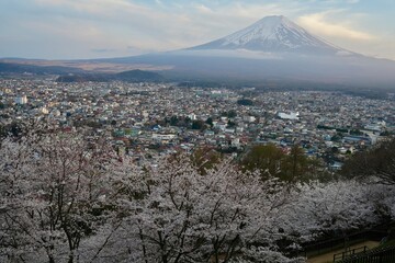 Fuji mountain in morning against blue sky  background ,  cityscape in Cherry blossom branches in full bloom  in spring season. Soft pink petals and branches represent hanami season ,beauty of spring i