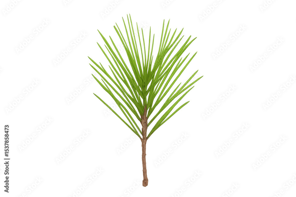 Poster pine tree branch rendering, vivid green needles spreading, transparent background highlighting botan