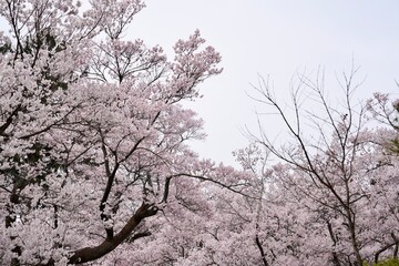 Close-up of cherry blossom branches in full bloom against a clean white background. The soft pink petals and delicate branches represent the beauty of spring in Japan. Perfect for use in design.