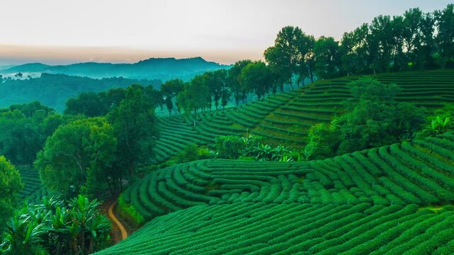 Time lapse of 101 tea plantation in bright day on sunrise background, tourist attraction at Doi Mae Salong Mae Fah Luang Chiang Rai province in thailand.