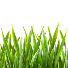 Fresh Green Grass isolated on transparent white background, clipping path
