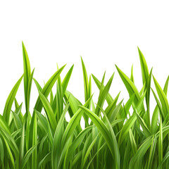 Fresh Green Grass isolated on transparent white background, clipping path