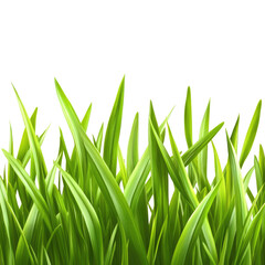 Fototapeta premium Fresh Green Grass isolated on transparent white background, clipping path