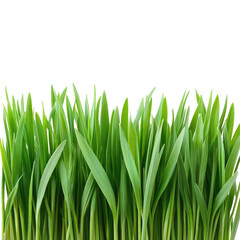 Fototapeta premium Fresh Green Grass isolated on transparent white background, clipping path