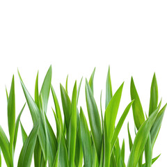 Fresh Green Grass isolated on transparent white background, clipping path