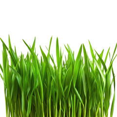 Obraz premium Fresh Green Grass isolated on transparent white background, clipping path