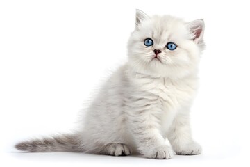 Obraz premium Adorable white british shorthair kitten isolated on white background