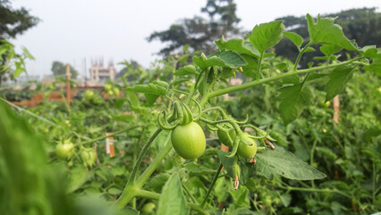 Lush tomato plants growing in rows across a sunny agricultural field.