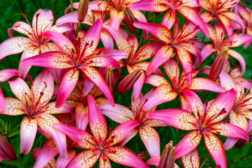 Flower bed with lilies 