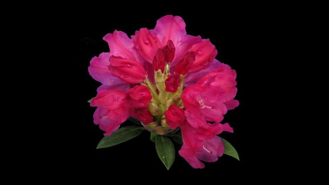 Time lapse of opening red rhododendron