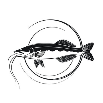 Redtail Catfish line drawing featuring smooth sketch-style strokes in a refined black and white vector design.