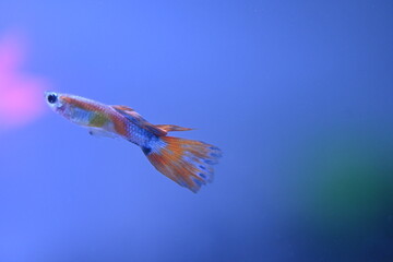 A guppy in an aquarium, photographed with a macro lens.