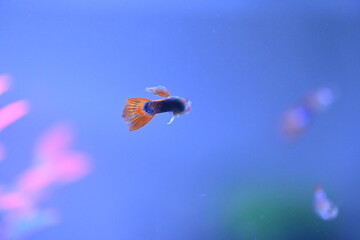 A guppy in an aquarium, photographed with a macro lens.