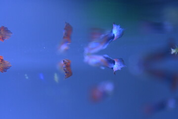 A guppy in an aquarium, photographed with a macro lens.