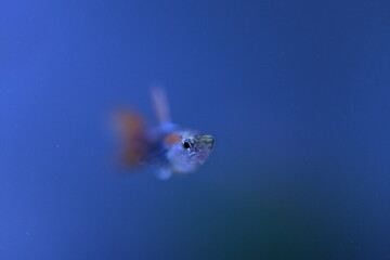 A guppy in an aquarium, photographed with a macro lens.