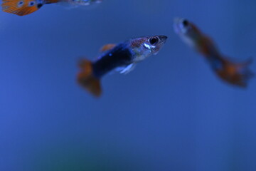 A guppy in an aquarium, photographed with a macro lens.