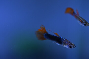 A guppy in an aquarium, photographed with a macro lens.