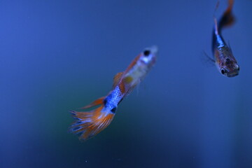 A guppy in an aquarium, photographed with a macro lens.