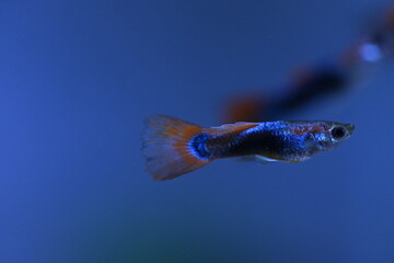 A guppy in an aquarium, photographed with a macro lens.