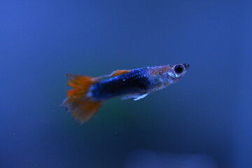 A guppy in an aquarium, photographed with a macro lens.