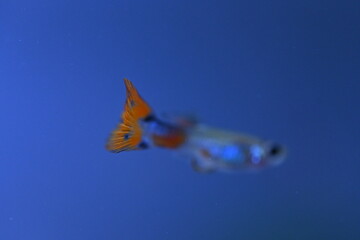 A guppy in an aquarium, photographed with a macro lens.