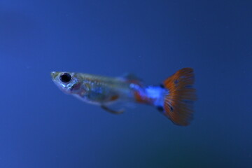 A guppy in an aquarium, photographed with a macro lens.