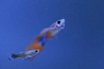 A guppy in an aquarium, photographed with a macro lens.